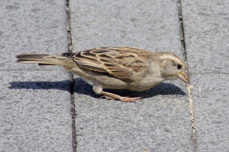 Bird sparrow macro
