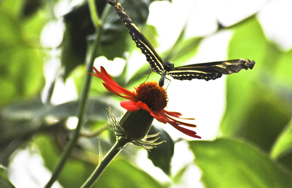 Natural wing flower