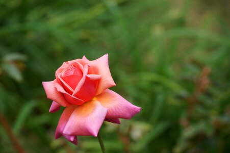 Flower pale pink rosebush photo