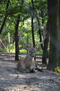 Beast mammal fauna