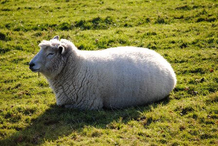 Nature animal grass photo