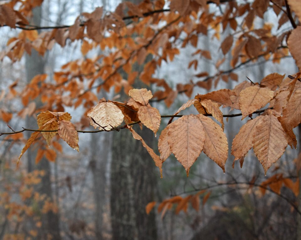 Leaves foliage winter