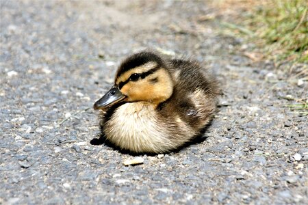 Chicken water bird young animal photo