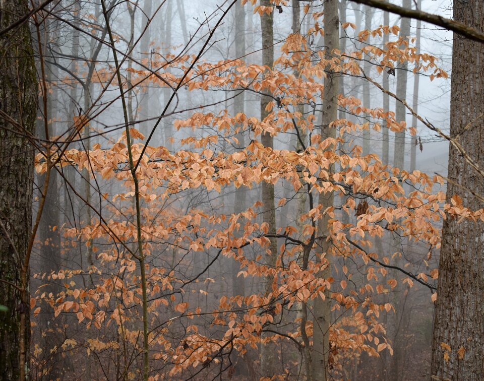 Plant nature foliage