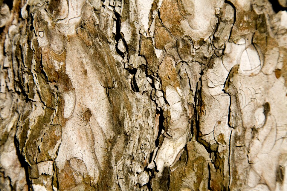Macro timber wood tissue