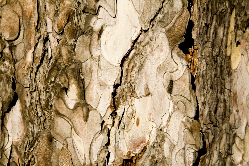Detail macro wood tissue