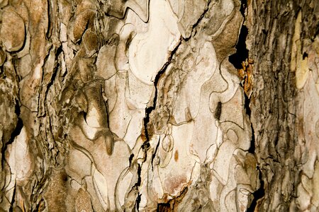 Detail macro wood tissue photo