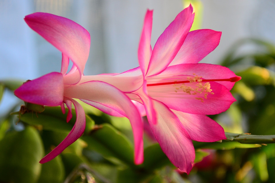 Schlumbergera close-up pink