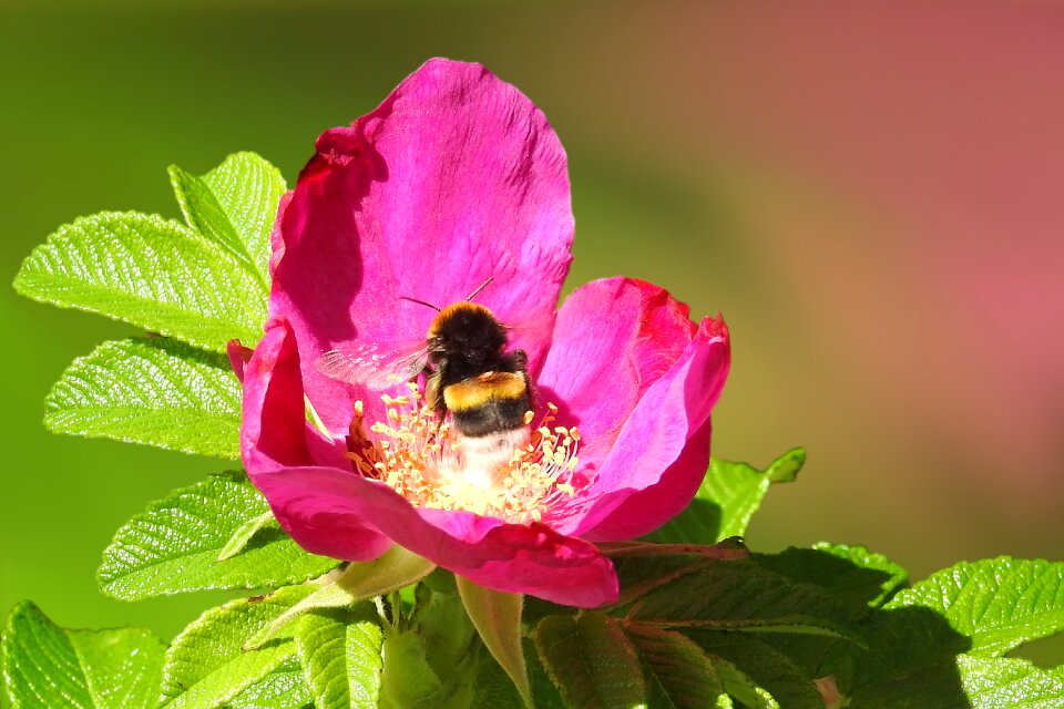 Wild rose purple plant