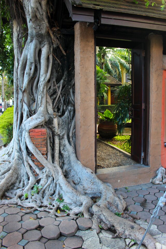 Root temple old