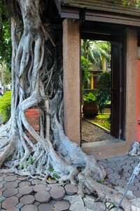 Root temple old