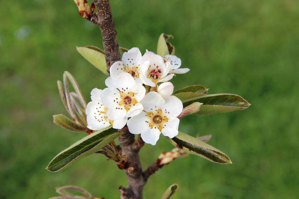White blossom spring fruit tree