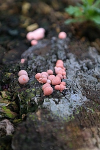 Pink reddish protist photo