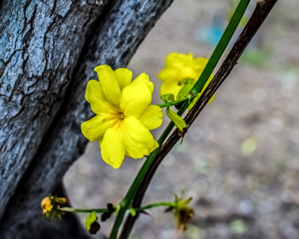 Nature plant blossom
