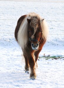 Snow landscape stallion
