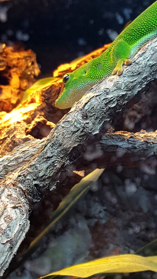 Reptile wild wildlife