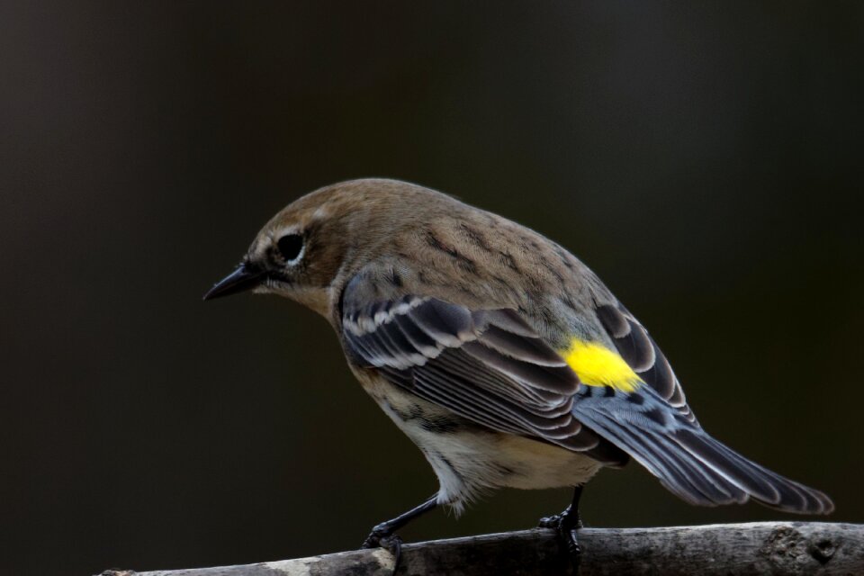 Warbler wildlife nature