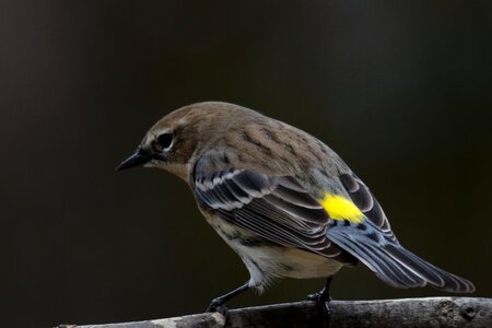 Warbler wildlife nature