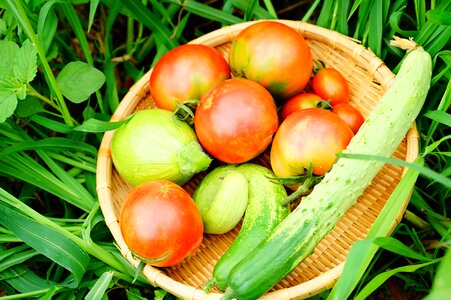 Cucumber tomato zucchini