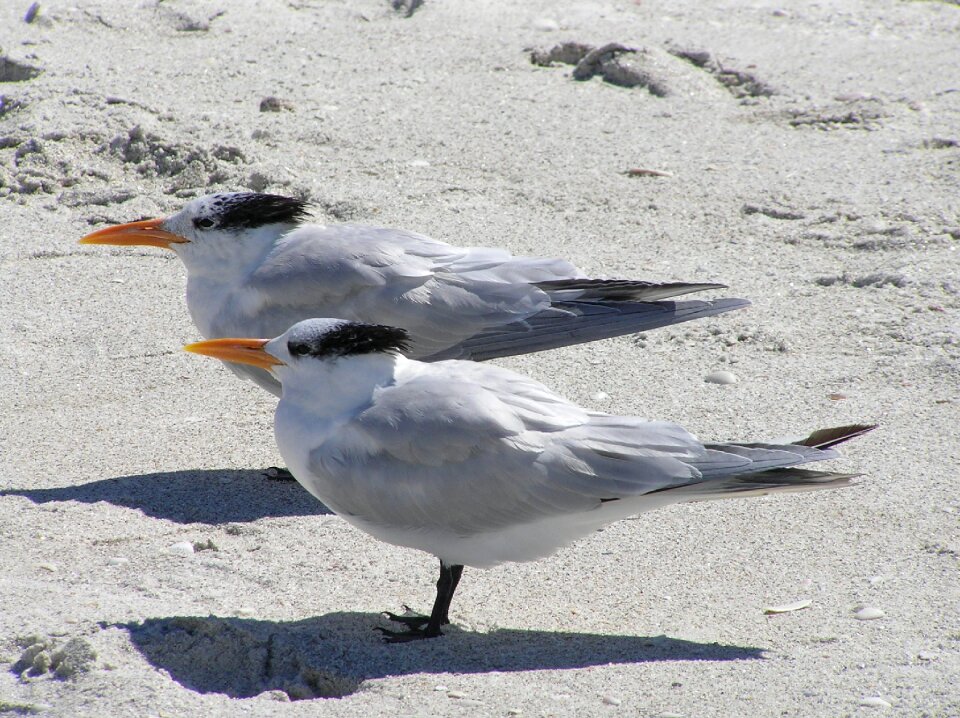 Beach delnor-wiggins pass state park bonita springs