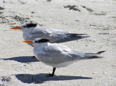 Beach delnor-wiggins pass state park bonita springs