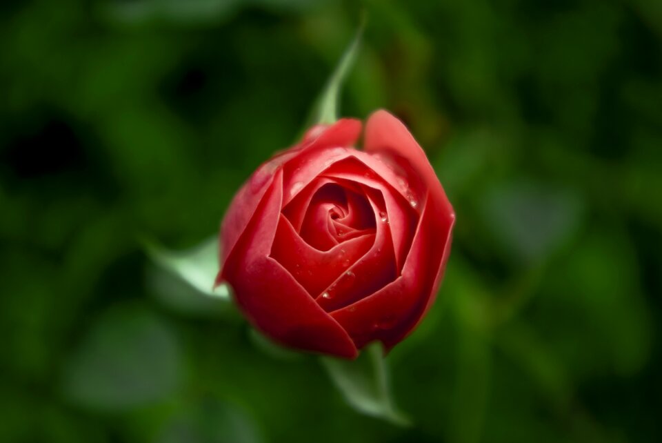 Bloom red rose red roses