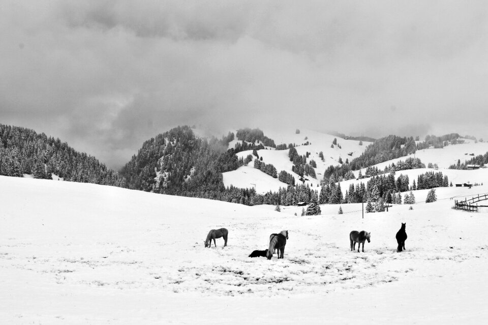 Winter mountain horse