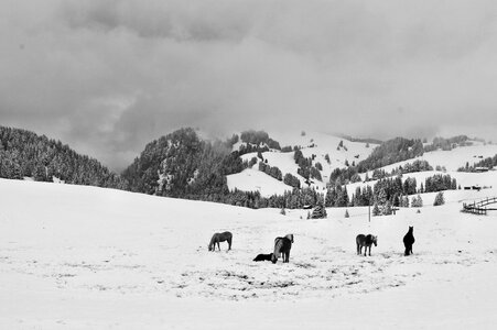 Winter mountain horse