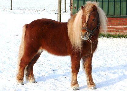 Snow landscape stallion