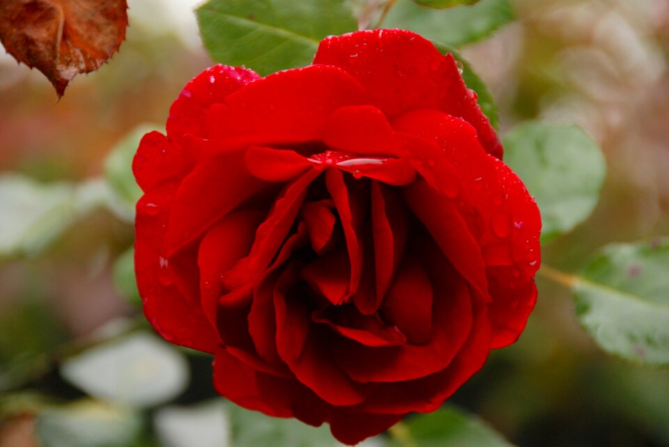 Garden love