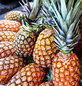Pineapple hortifruti granger