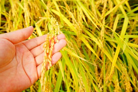 Rice autumn harvest photo