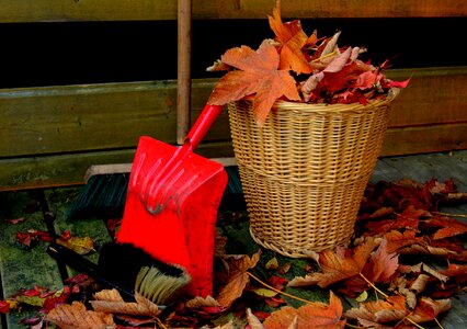 Fall foliage leaf nature photo