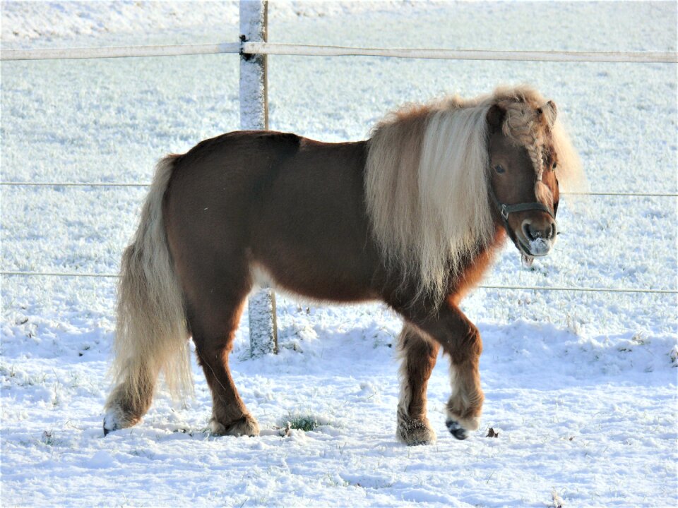 Snow landscape stallion
