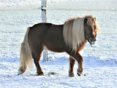 Snow landscape stallion