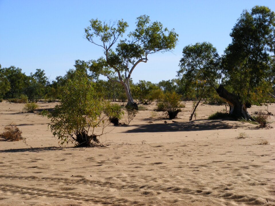 Central australia brown bed