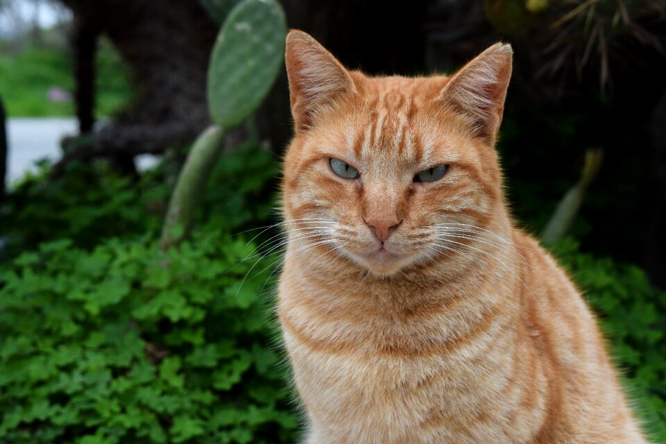 Animal homeless portrait