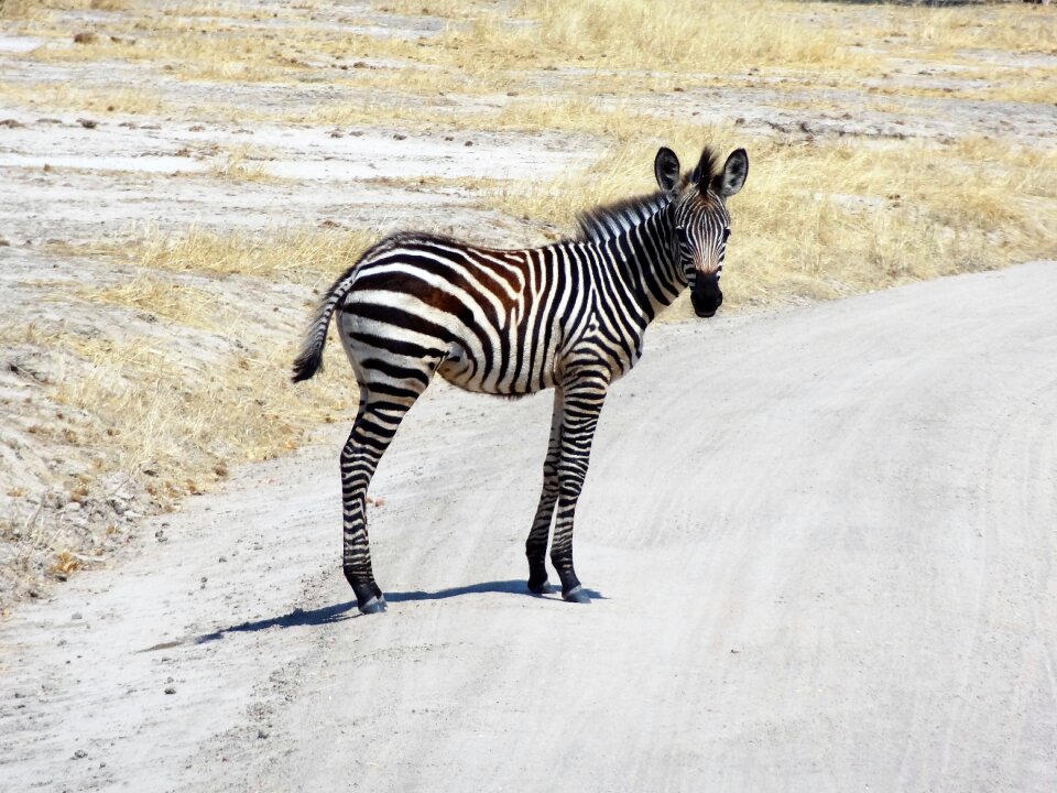 Safari wild animal black and white