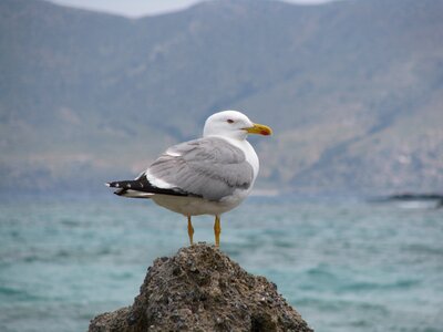 Elafonissi crete greece