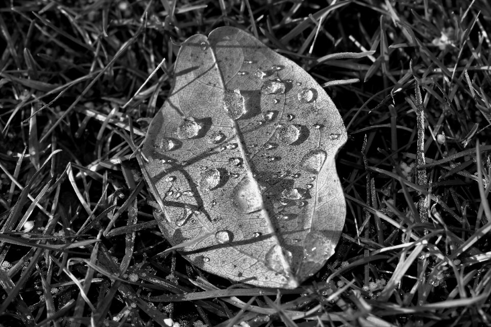 Plant of course autumn