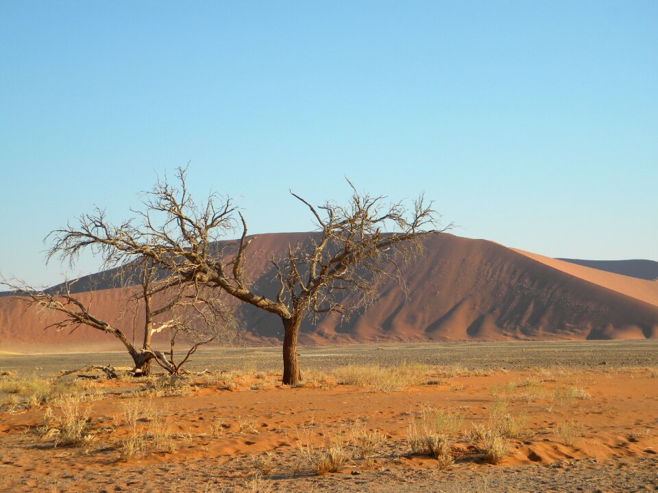 Tree dead sand photo