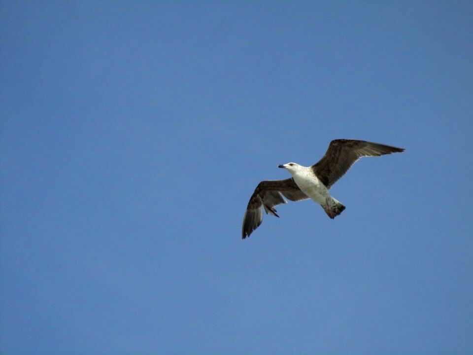 Seagull flight bird