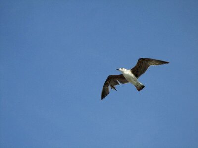 Seagull flight bird photo