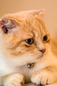 Ppt backgrounds cat pets
