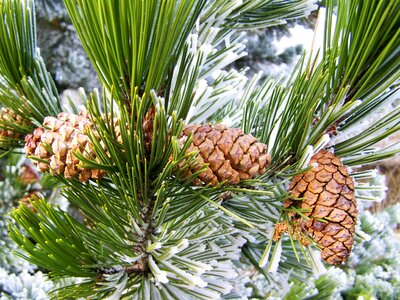 Roan fenyőág frosted pine nature photo