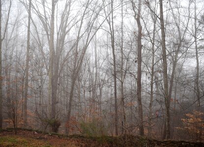 Plant nature foliage photo