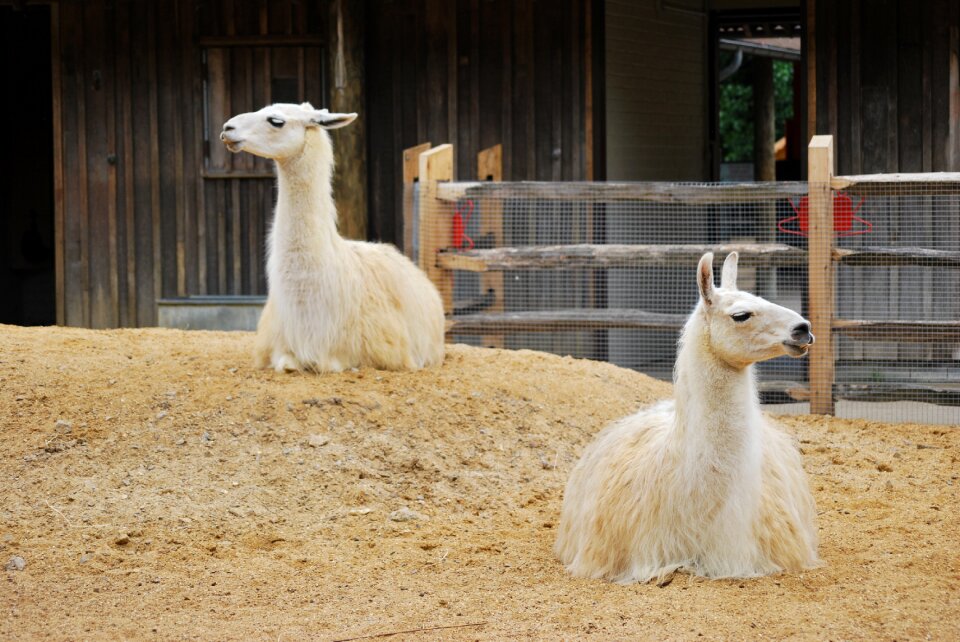 Llama wild wildlife