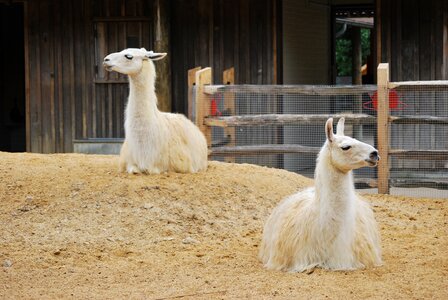 Llama wild wildlife