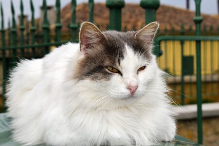Beauty animal fur
