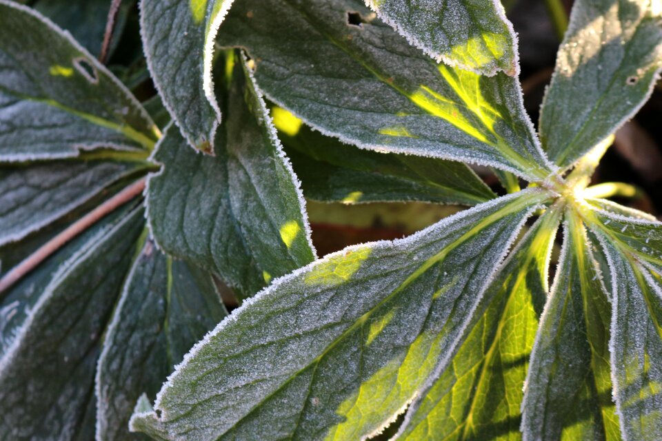 Macro leaf nature